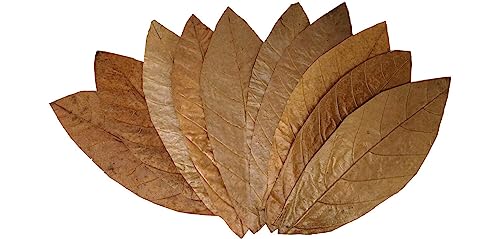 ProFlora® Cacao Blätter zur Wasseraufbereitung im Aquarium (L ca. 30cm x 12cm 10 Stück) von ProFlora