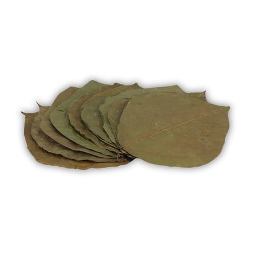 ProFlora® Dadap Blätter Aquarium - Organische Dadap-Leaves als natürliche Wasseraufbereiter und wertvolle Nahrungsergänzung (L, 10 Stück) von ProFlora