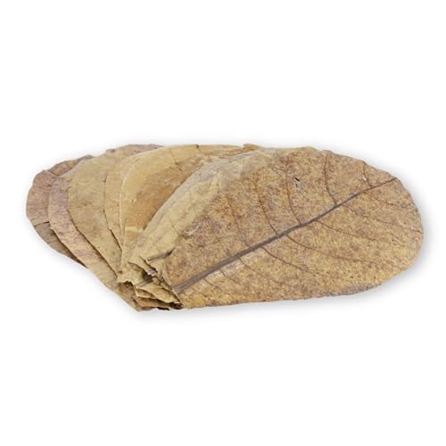 ProFlora® Seemandelbaumblätter Aquarium - Organische Catappa-Leaves als natürliche Wasseraufbereiter und wertvolle Nahrungsergänzung (M, 10 Stück) von ProFlora