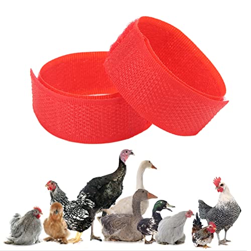 Nocrow Hahnhalsband, 2 Stück, Hühnerhalsband, Nylongürtel, Verstellbares Hahnhalsband für Haustierhähne, Verhindert das Krähen von Hühnern (Rot) von Pssopp