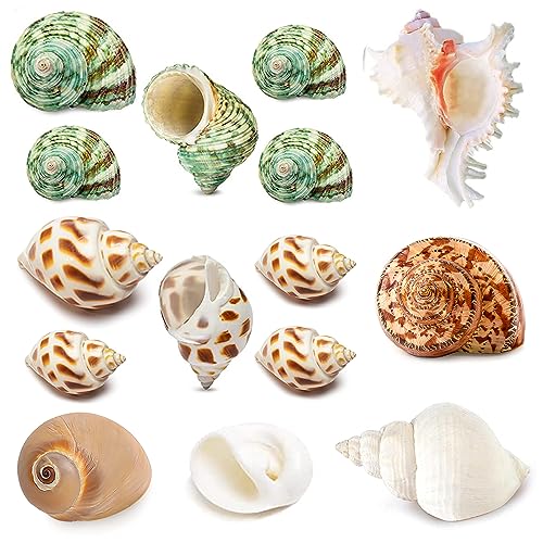Einsiedlerkrebs-Muscheln (7 Arten), natürliche Einsiedlerkrebs-Muscheln, für kleine bis große Einsiedlerkrebse, Turbo-Muscheln, Einsiedlerkrebs-Zubehör, 15 Stück von QICQDRAM