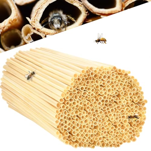 Insektenhotel Füllmaterial 300 STK,Nisthülsen für Wildbienen 14,5 cm lang,Nisthülsen für Insektenhotel,Niströhren für Wildbienen,Weizenhalme füllung für Wildbienenhotel, Bienenhotel Nisthilfen Insektenhotel Füllmaterial 300 STK,Nisthülsen für Wildbienen 14,5 cm lang,Nisthülsen für Insektenhotel,Niströhren für Wildbienen,Weizenhalme füllung für Wildbienenhotel, Bienenhotel Nisthilfen von QIMMU