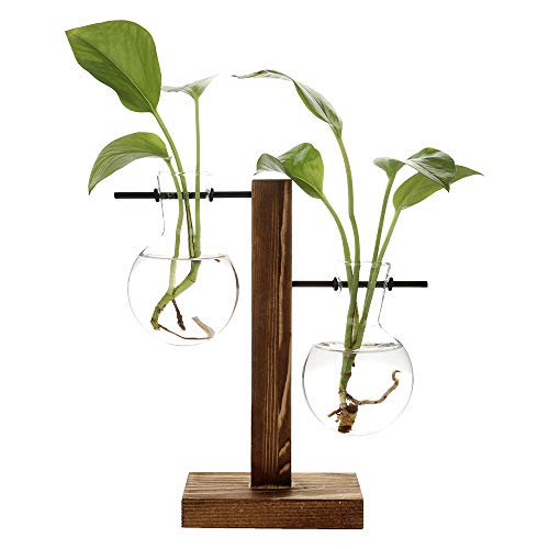 QSDGFH Hydrokultur-Vase in Holzständer, Glas-Pflanzen-Terrarium, Blumenknospen-Vase, Tisch-Terrarium (2-flammige Vase) von QSDGFH