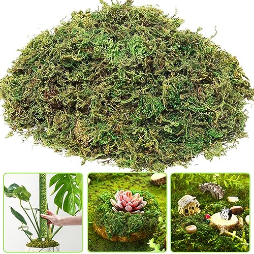 QTUN 300g Natürliche Sphagnum Moos für Pflanzen Prämie Orchideen Terrarium Blumenerde, Organisches Torfmoos für Garten, Zimmerpflanzen & Terrarien Substrat QTUN 300g Natürliche Sphagnum Moos für Pflanzen Prämie Orchideen Terrarium Blumenerde, Organisches Torfmoos für Garten, Zimmerpflanzen & Terrarien Substrat von QTUN