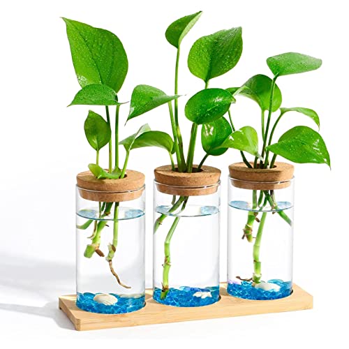 QYEW Desktop-Pflanzenvermehrungsstationen - Pflanzenterrarium mit Holzständer für Hydroponik Vermehrungsstation | Glasvase mit Deckel für Wasserpflanzen, Geschenke für Pflanzenliebhaber von QYEW