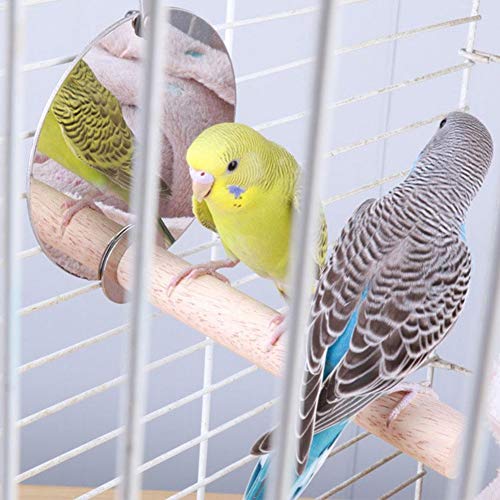 Qcwwy Vogelspielzeug Edelstahl -Fütterungstassen mit Spiegel Vogelkäfig Holzstange Spielzeug Spielzeug Birdcage Accessoires für Vögel Lovebirds Cockatiels Vogelspielzeug Part SHORCH Kage Qcwwy Vogelspielzeug Edelstahl -Fütterungstassen mit Spiegel Vogelkäfig Holzstange Spielzeug Spielzeug Birdcage Accessoires für Vögel Lovebirds Cockatiels Vogelspielzeug Part SHORCH Kage von Qcwwy
