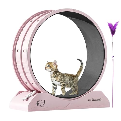 Qfdiwr Katzen Trainingsrad, Leises Trainingsgerät Für Kitten, Sicheres Indoor Laufrad Für Hauskatzen Qfdiwr Katzen Trainingsrad, Leises Trainingsgerät Für Kitten, Sicheres Indoor Laufrad Für Hauskatzen von Qfdiwr