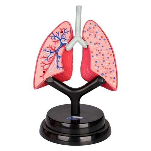 Qianly Modell des Atmungssystems, menschliches Lungenmodell für Kinder, Lehrmittel für Feinmotorik von Qianly