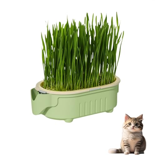 Hydrokultur-Katzengras-Topf, Katzengras für Indoor-Katzen, Katzenminze-Pflanze, Anfängerfreundlicher C/at Gras-Pflanzgefäß, Haustier-Snacks Gra/ss für Katzen, C/at Blumentopf mit Ca/t Gr/ass Se/eds Hydrokultur-Katzengras-Topf, Katzengras für Indoor-Katzen, Katzenminze-Pflanze, Anfängerfreundlicher C/at Gras-Pflanzgefäß, Haustier-Snacks Gra/ss für Katzen, C/at Blumentopf mit Ca/t Gr/ass Se/eds von QinZiEn