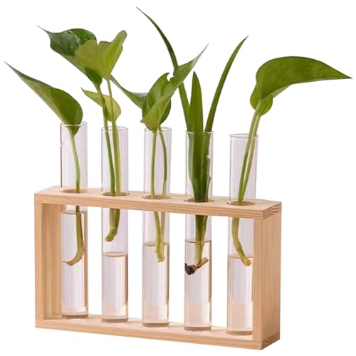 Pflanzenterrarium, Pflanzenvermehrung Station 5 Glaspflanzer mit Holzstillestellen für Pflanzen Desktop/Wand Hanging Plant Terrarium, Typ 2 von QmjdDymx