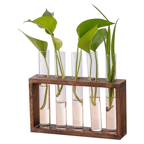 Pflanzenterrarium, Pflanzenvermehrung Station 5 Glaspflanzer mit Holzstillestellen für Pflanzen Desktop/Wandhänge Pflanzen Terrarium, Typ 1 von QmjdDymx