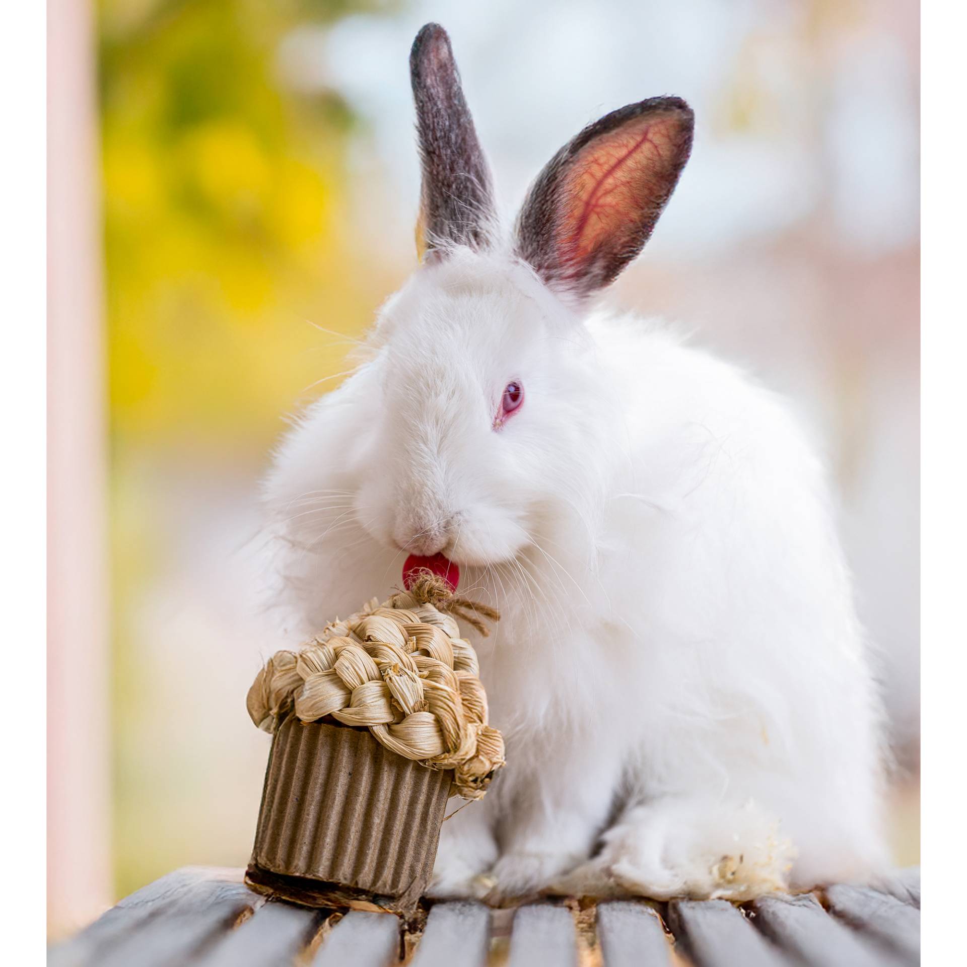 Quapas! Feierlicher Cupcake Quapas! Feierlicher Cupcake von Quapas!