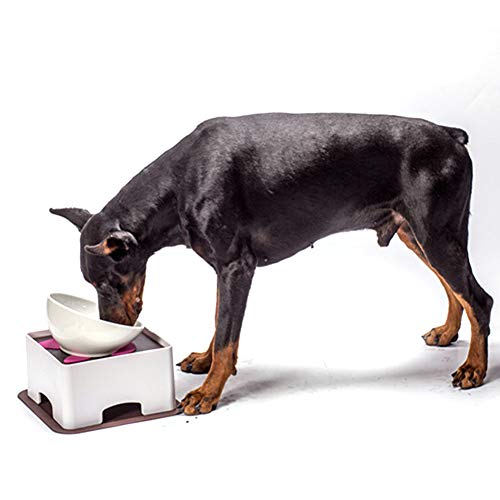 Qukaim Kunststoff Haustiere Futtertisch Einstellbar Kunststoff Haustiere Futtertisch Kleine Größe Rutschfestes Silikonpad für Kleine Hunde und Katzen, Leicht zu Reinigen, Höhenverstellbar Qukaim Kunststoff Haustiere Futtertisch Einstellbar Kunststoff Haustiere Futtertisch Kleine Größe Rutschfestes Silikonpad für Kleine Hunde und Katzen, Leicht zu Reinigen, Höhenverstellbar von Qukaim