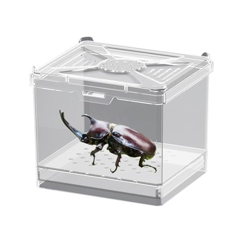 Quorvex Springspinnengehege – kleines Terrarium | belüftetes Gehäuse für Wissenschaftsprojekte, Wohnung, pädagogische Displays, Zuhause, Camping, Wohnzimmer, Outdoor Quorvex Springspinnengehege – kleines Terrarium | belüftetes Gehäuse für Wissenschaftsprojekte, Wohnung, pädagogische Displays, Zuhause, Camping, Wohnzimmer, Outdoor von Quorvex