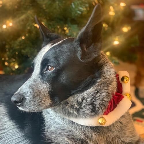 Qutalmi Hundehalsband Weihnachten | Halsaccessoire Für Katzen,Weihnachts Haustierhalsband Mit Glöckchen Für Indoor, Zuhause, Hochzeit, Festival Und Training Qutalmi Hundehalsband Weihnachten | Halsaccessoire Für Katzen,Weihnachts Haustierhalsband Mit Glöckchen Für Indoor, Zuhause, Hochzeit, Festival Und Training von Qutalmi