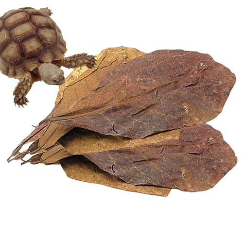 Terminalia Catappa Blatt, 10 Stück Natürliche Terminalia Catappa Blätter Aquarium Fischzubehör Werkzeuge Reduziert Den PH Wert des Wassers Und Verbessert Die Wasserqualität Terminalia Catappa Blatt, 10 Stück Natürliche Terminalia Catappa Blätter Aquarium Fischzubehör Werkzeuge Reduziert Den PH Wert des Wassers Und Verbessert Die Wasserqualität von Quzente