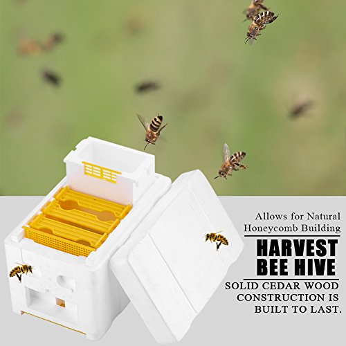 Mit der Bestäubungsbox von Harvest Bee Können Sie eine Neue Marke Schaffen von RASTKY