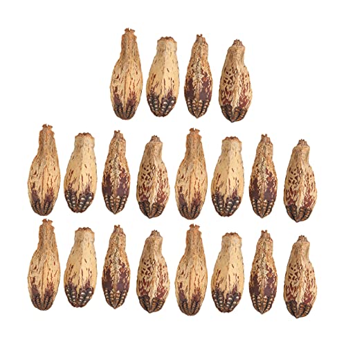 REXVTNS Bio -Papageienkauen Kauen Nüsse | 5 Beutel getrocknete Nuss für Langeweile Relief & Schnabelschärfen | Home Decorative Vogelspielzeug | 100 Prozent Gesamt, erweitert - von REXVTNS