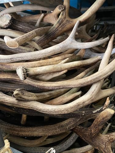 RF-Deer Natürliches Hirschgeweih 1 kg (Verschiedene 40-50 cm, 1-3 Stück) – Dekorationselemente Kunst, Einzigartige, Kauknochen für Hunde, Ökologische Geweihe, Perfekt für Hundespielzeug, Kauspielzeug von RF - Deer