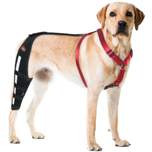 RISURRY Hunde-Kniebandage mit abnehmbarem Brustgeschirr für Luxating Patella, Kreuzbandriss, Arthritis, Kreuzband, Unterstützung für die Hinterbeinstütze des Hundes (rechtes Bein, L) von RISURRY