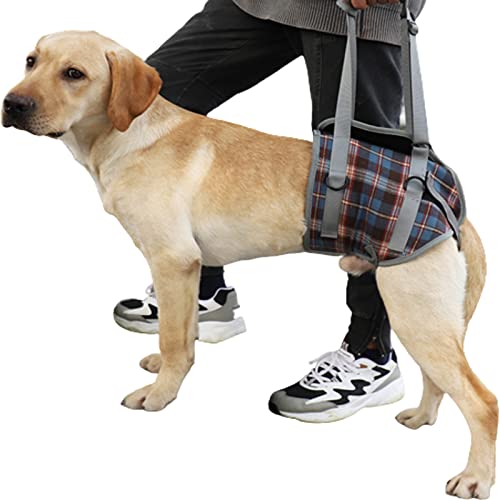 ROFRA Hund Vorder- und Hinterbein Recovery Sling, Hundestützgeschirr, Hundeschlaufe für Hinterbeine, für Hundehilfe und alte K9 Kreuzbandrehabilitation (Medium,Hind Legs Blue) von ROFRA