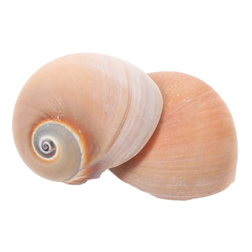 ROMISBABA 2 Stück Natürliche Muschel Deko für Aquarium und Fischbecken Langlebige DIY Schnecken Ornamente für Unterwasser Einfach zu Reinigen und Dekorativ von ROMISBABA