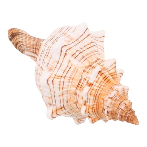 ROMISBABA Natürliche Meeresschnecke Deko Muschel Fisch Aquarium Ornament Küstenstil Meeresflair Tischdekoration für Blumenarrangements und Wohnraumgestaltung ROMISBABA Natürliche Meeresschnecke Deko Muschel Fisch Aquarium Ornament Küstenstil Meeresflair Tischdekoration für Blumenarrangements und Wohnraumgestaltung von ROMISBABA
