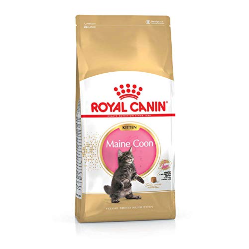 Royal Canin Maine Coon Kitten | 400 g | Alleinfuttermittel für Maine Coon Kitten | Speziell für Maine Coon Katzenwelpen entwickelt | Geeignet bis zum 12. Lebensmonat Royal Canin Maine Coon Kitten | 400 g | Alleinfuttermittel für Maine Coon Kitten | Speziell für Maine Coon Katzenwelpen entwickelt | Geeignet bis zum 12. Lebensmonat von ROYAL CANIN