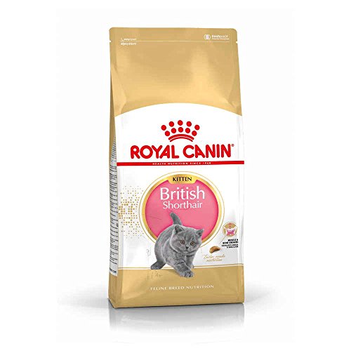 Royal Canin KITTEN British Shorthair Katzenfutter 2 kg, 1er Pack (1 x 2 kg) von ROYAL CANIN
