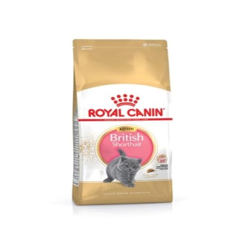 Royal Canin KITTEN British Shorthair Katzenfutter 2 kg, 1er Pack (1 x 2 kg) von ROYAL CANIN