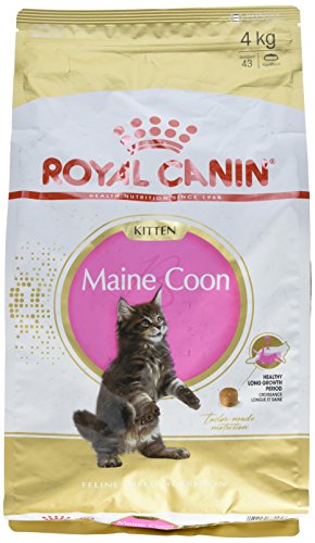 Royal Canin Katzenfutter Feline Kitten Maine Coon 36, 4 kg, 1er Pack (1 x 4 kg) von Royal Canin