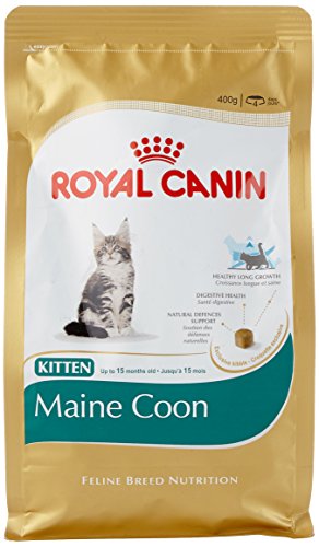 Royal Canin Katzenfutter Feline Kitten Maine Coon 36, 400 g, 2er Pack (2 x 400 g) von Royal Canin