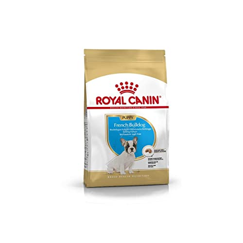 Royal Canin French Bulldog Puppy | 1 kg | Trockenfutter für Französische Bulldoggen Welpen | Kann die Verdauung unterstützen | Kann zur normalen Funktion des Immunsystems beitragen von ROYAL CANIN
