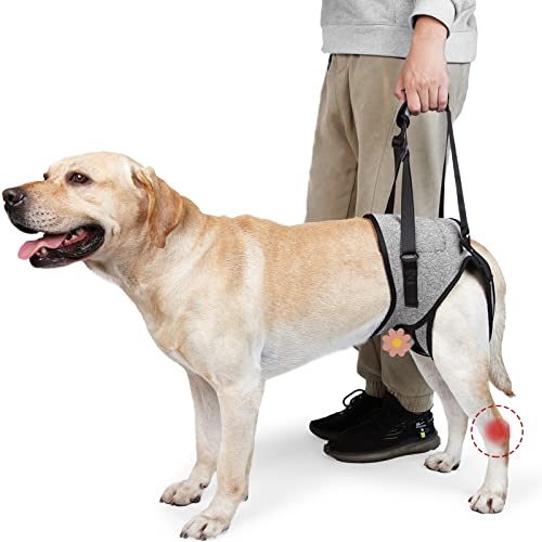 ROZKITCH Dog Lift Harness, Pet Rear Support Aid Veterinarian Approved Sling for Old K9 Help with Poor Stability, Back Leg Hip Disabled Joint Injury Elderly Arthritis ACL Rehabilitation Reha Grey M ROZKITCH Dog Lift Harness, Pet Rear Support Aid Veterinarian Approved Sling for Old K9 Help with Poor Stability, Back Leg Hip Disabled Joint Injury Elderly Arthritis ACL Rehabilitation Reha Grey M von ROZKITCH