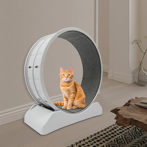 80cm Katzenlaufrad, Katzenlaufrad für Große Katzen, Cat Wheel, Trainingsgeräte für Katzen, Tragfähigkeit 10kg, für Katzen zum Bewegen und Spielen, Grau 80cm Katzenlaufrad, Katzenlaufrad für Große Katzen, Cat Wheel, Trainingsgeräte für Katzen, Tragfähigkeit 10kg, für Katzen zum Bewegen und Spielen, Grau von RUETERY