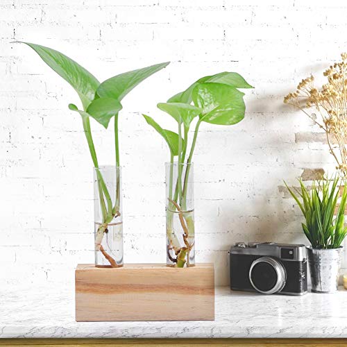 RXMORI Desktop Glas Pflanze Terrarium, Hydrokultur Pflanzen Reagenzglas Vase mit Holzständer Glas Tischplatte Pflanzer Anzuchtstation Terrarium Container Home Decor von RXMORI