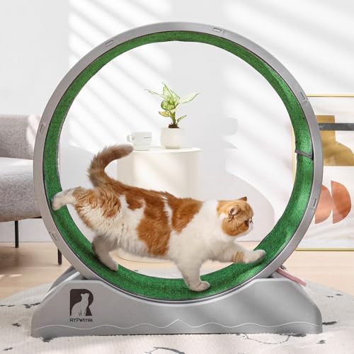 Katzen-Trainingsrad, 31,5 Zoll Katzenlaufband für Indoor-Katzen, Katzenlaufrad mit Teppichboden Landebahn, einfach zu installieren & Fitness & Gesundheit, geeignet für die meisten Katzen, Katzen-Trainingsrad, 31,5 Zoll Katzenlaufband für Indoor-Katzen, Katzenlaufrad mit Teppichboden Landebahn, einfach zu installieren & Fitness & Gesundheit, geeignet für die meisten Katzen, von RYpetmia