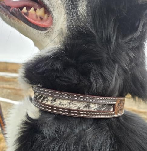 Hair On Hundehalsband aus Rindsleder, Western-Hundehalsband, gepolstert, Größe L Hair On Hundehalsband aus Rindsleder, Western-Hundehalsband, gepolstert, Größe L von Ranch Hand Store