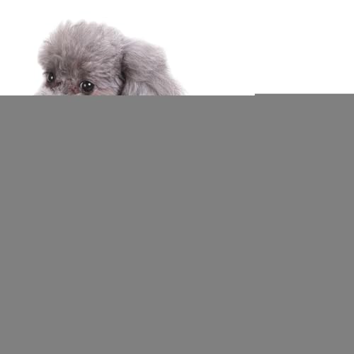 Renchey Hunde Skelett Halloween Kostüm - Skelett Knochen Verkleidung Für Hunde Und Katzen | Welpen Katzen Kostüm Für Karneval Schulfeste Fotoshooting von Renchey