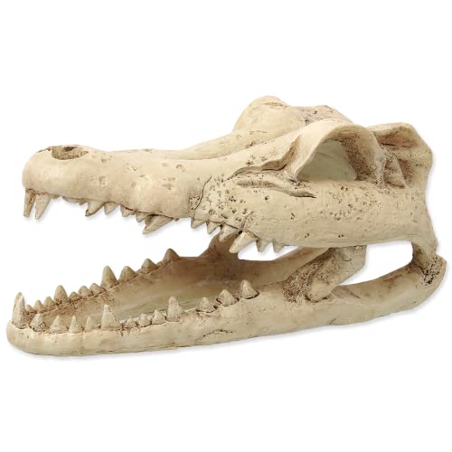 ReptiPlanet Small Crocodile Skull von ReptiPlanet