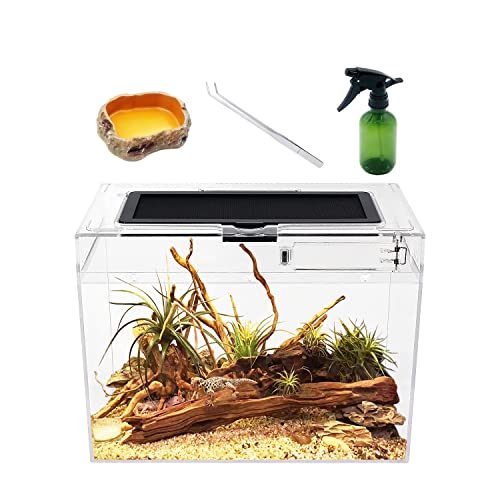 Reptile Growth Mini Terrarium Komplettset, 12" x 7"x 9" Faunarium für,Schnecken,Insekten,Wasserschildkröten，Vogelspinnen,Springspinne,Leopard Gecko,Bärtiger Drache ，Frosch,Aquarium,Einsiedlerkrebs von Reptile Growth