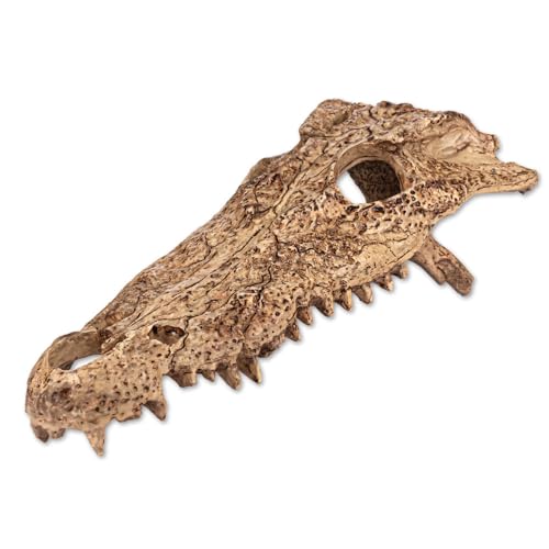 Reptiles Planet Dekoration der Wohnung Schädel des Aligator-Versteck Reptilien Reptiles Planet Dekoration der Wohnung Schädel des Aligator-Versteck Reptilien von Reptiles-Planet