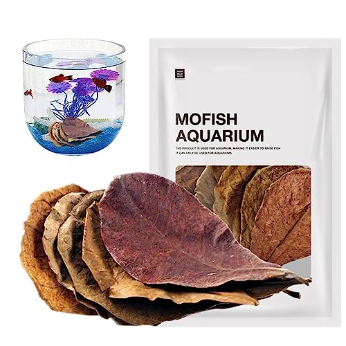 Catappa Indians Mandelblätter | 20 Stück natürliche sichere indische Mandelblätter als Versteck,Der Wasseraufbereiter für Aquarien schafft eine natürliche Umgebung für Aquarien und Teiche Rianpesn Catappa Indians Mandelblätter | 20 Stück natürliche sichere indische Mandelblätter als Versteck,Der Wasseraufbereiter für Aquarien schafft eine natürliche Umgebung für Aquarien und Teiche Rianpesn von Rianpesn