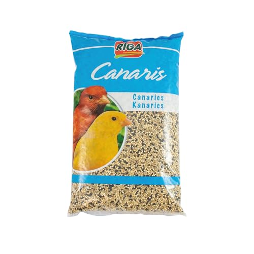 Kanarienvögel, 2 kg Kanarienvögel, 2 kg von Riga