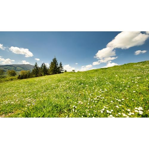 Aquarium-Hintergrund, Motiv: Bergkieferbäume, klarer blauer Himmel mit grünem Gras, fantastische natürliche Landschaft, Terrarium, Hintergrund, Frühlingsblumen, grünes Gras, Aquarium-Hintergrund, 76,2 Aquarium-Hintergrund, Motiv: Bergkieferbäume, klarer blauer Himmel mit grünem Gras, fantastische natürliche Landschaft, Terrarium, Hintergrund, Frühlingsblumen, grünes Gras, Aquarium-Hintergrund, 76,2 von Riivvdise