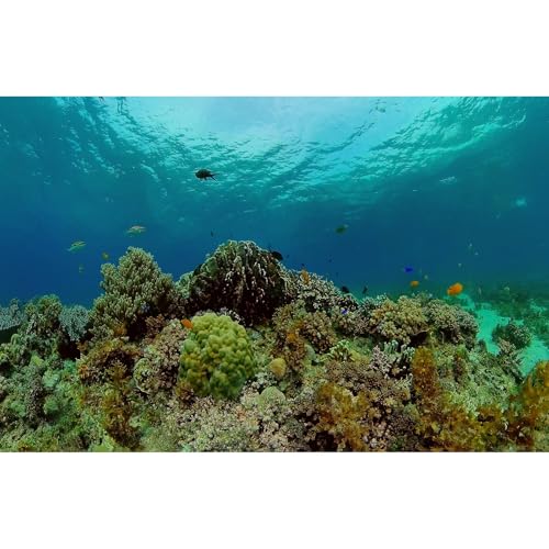 Aquarium-Hintergrund, Unterwasser-Hintergrund, tropische Fische, Korallenriff-Terrarium, Hintergrund, Ozeanwelt, Aquarium-Hintergrund, blaues Meer, Aquarium-Hintergrund, Korallen-Tank-Dekorationen, Aquarium-Hintergrund, Unterwasser-Hintergrund, tropische Fische, Korallenriff-Terrarium, Hintergrund, Ozeanwelt, Aquarium-Hintergrund, blaues Meer, Aquarium-Hintergrund, Korallen-Tank-Dekorationen, von Riivvdise
