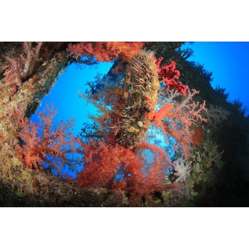 Aquarium-Hintergrund mit weichen Korallen, groß, weiche Korallen auf Unterwasser-, Schiffswrack-Terrariumhintergrund, tropischer Stil, bunte Korallen, Unterwasser-Hintergrund, Tapete, Poster, Aquarium-Hintergrund mit weichen Korallen, groß, weiche Korallen auf Unterwasser-, Schiffswrack-Terrariumhintergrund, tropischer Stil, bunte Korallen, Unterwasser-Hintergrund, Tapete, Poster, von Riivvdise