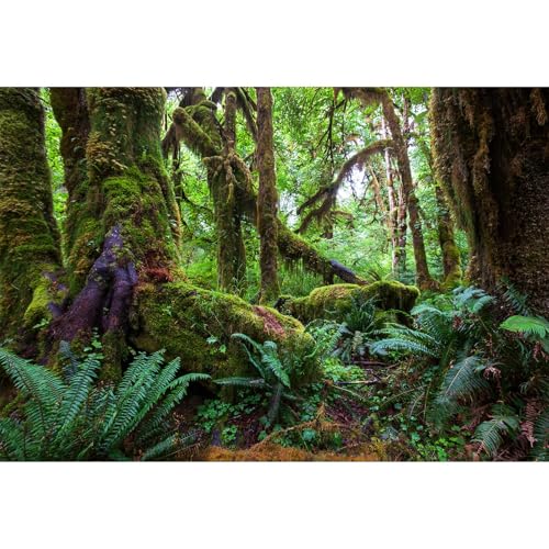 Dschungelwald-Aquarium-Hintergrund, Regenwald, üppiges grünes Moos, Terrarium, Hintergrund, tiefe Fantasie, alte Bäume, grüne Farne, Aquarium-Hintergrund, tropischer Dschungelbäume, Dschungelwald-Aquarium-Hintergrund, Regenwald, üppiges grünes Moos, Terrarium, Hintergrund, tiefe Fantasie, alte Bäume, grüne Farne, Aquarium-Hintergrund, tropischer Dschungelbäume, von Riivvdise