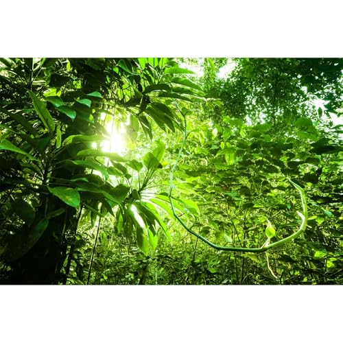 Hintergrund für Dschungel-Aquarium, tropischer dichter Dschungelblick, Terrarium-Hintergrund, Morgensonne, tropische Pflanzen, Aquarium-Hintergrund, Sonnenstrahlen über tropischem Wald, Hintergrund für Dschungel-Aquarium, tropischer dichter Dschungelblick, Terrarium-Hintergrund, Morgensonne, tropische Pflanzen, Aquarium-Hintergrund, Sonnenstrahlen über tropischem Wald, von Riivvdise