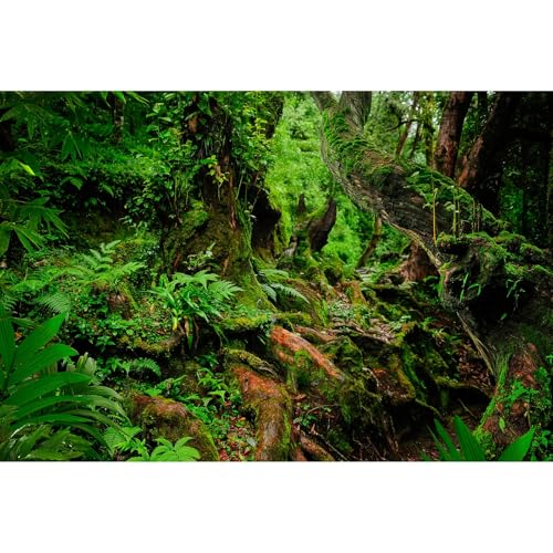 Hintergrund für Regenwald-Reptilien, tropische Dschungelbäume mit üppigem Moos, Terrarium-Hintergrund, riesige Baumwurzeln mit Farnen, Aquarium-Hintergrund, Dschungelbäume, Stil, Aquarium-Hintergrund, Hintergrund für Regenwald-Reptilien, tropische Dschungelbäume mit üppigem Moos, Terrarium-Hintergrund, riesige Baumwurzeln mit Farnen, Aquarium-Hintergrund, Dschungelbäume, Stil, Aquarium-Hintergrund, von Riivvdise